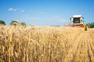 el trigo y sus características